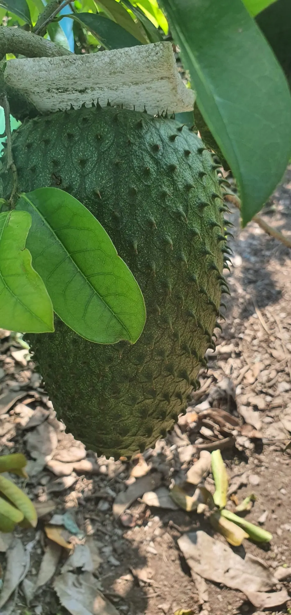 Guanábana matura sull'albero in una piantagione in Ecuador